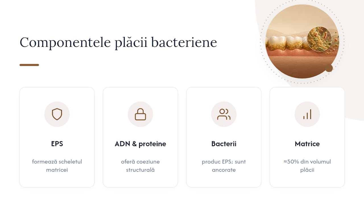 Diagramă a compoziției plăcii dentare, evidențiind bacterii, EPS și matrice